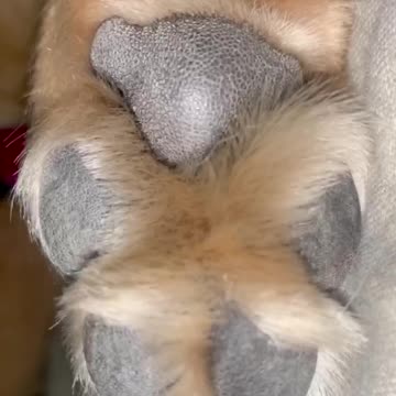 Cute Paw looks like a Dancing Teddy Bear