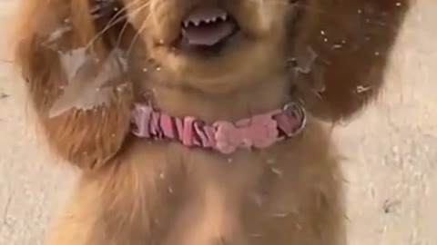 The cute dog. Hi is so cute