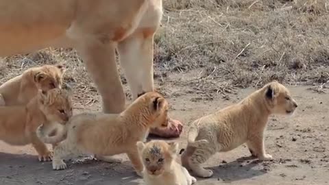 Cute baby lion 2 - Cure factor HIGH