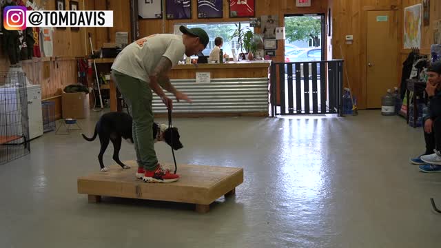 How to Train your dog the basics - Dog Training foundation