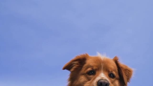 Cute dog is searching something