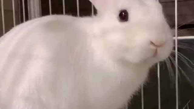 Beautiful little white rabbit