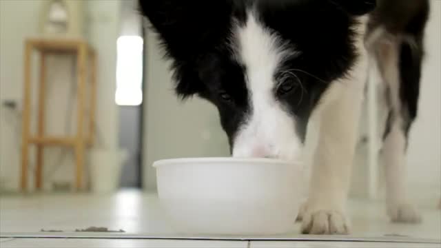 Funny dog videos