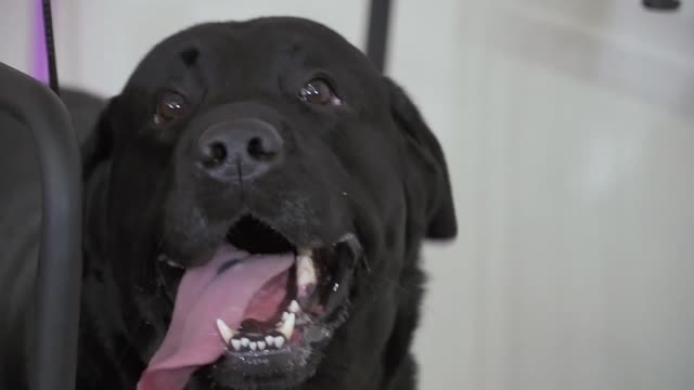 cute black labrador running at treadmill