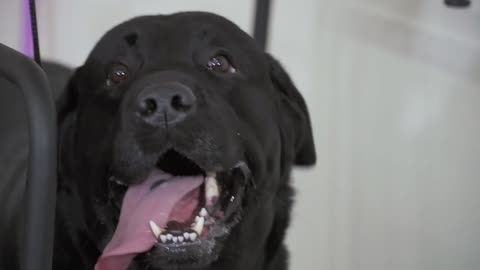 cute black labrador running at treadmill