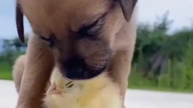 🐕🐕🐕🐕