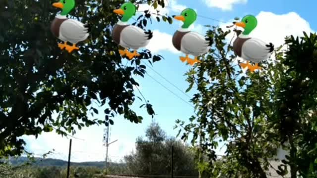 funny duck catch