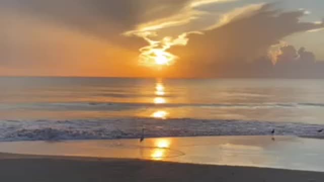 Bird on the Beach