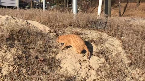 A cat is digging so cute