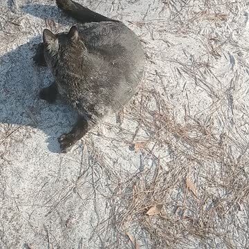 My fat cat loves rolling in the sand