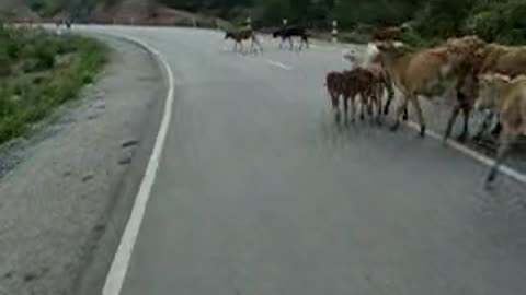 Laos, Luang NamTha to Houay Xai. Cows on road. 2008