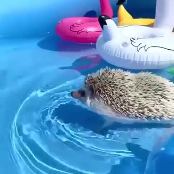 Amazing Hedgehog | pool day!