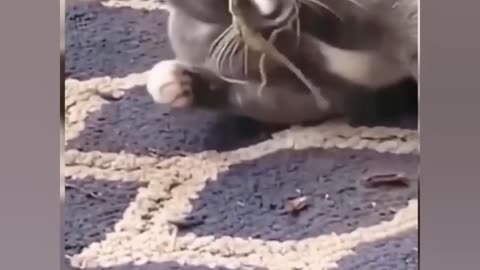 Funniest Animals video2024