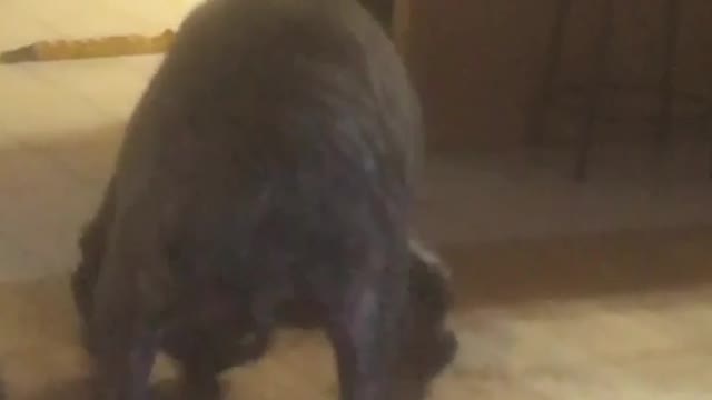 Dog is upside after coughing attack