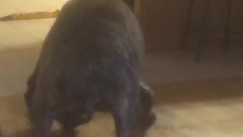 Dog is upside after coughing attack