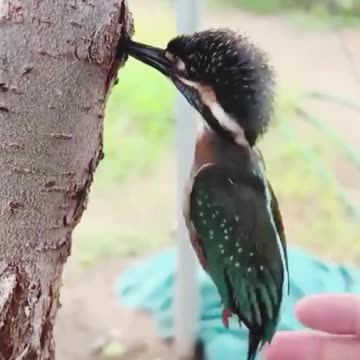 Woodpecker Stuck in Tree: Funny Rescue