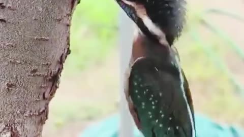 Woodpecker Stuck in Tree: Funny Rescue