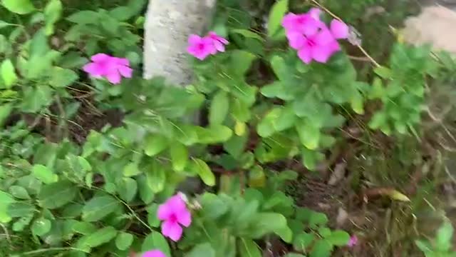 Do you know the name of this flower?