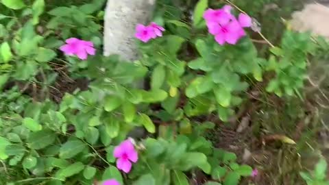 Do you know the name of this flower?