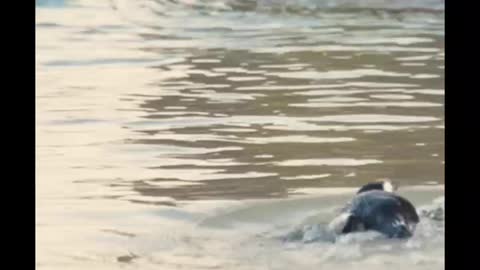 AnAfrican Penguin at the Beach#cat990 #shorts