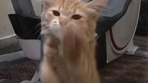 Funng cat dancing with his hands🤣