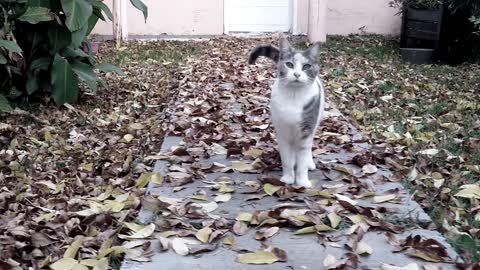 Video Of A Cat Looking Towards Camera