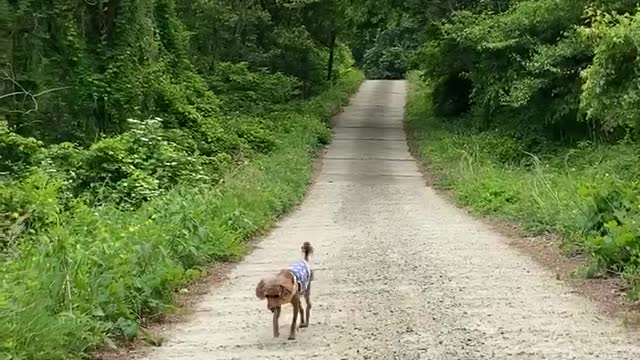 Walking dog
