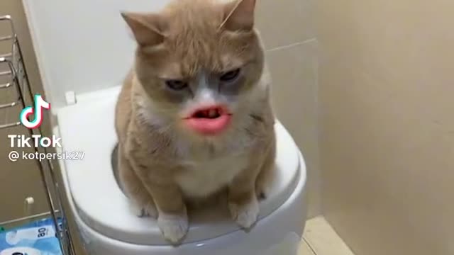 Смешные видео
