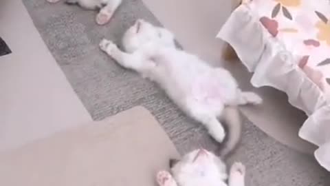 Funny cute cats