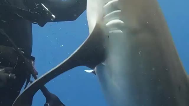 Hook Removal 😯 shark 🦈