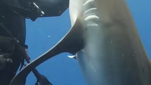 Hook Removal 😯 shark 🦈