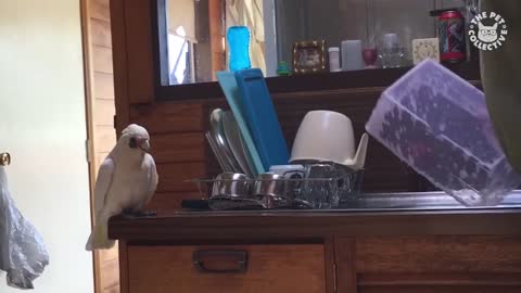 Try Not To Laugh | Funny Birds Video Compilation