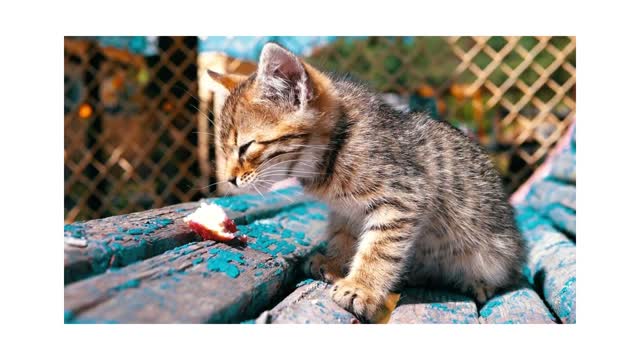 cat love ,cat familly leaving movement,