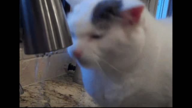 Gif video of cat washing the face