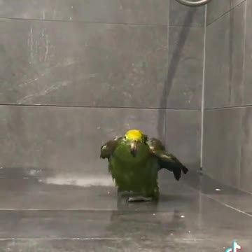 The parrot who loves the shower