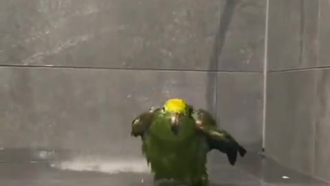 The parrot who loves the shower