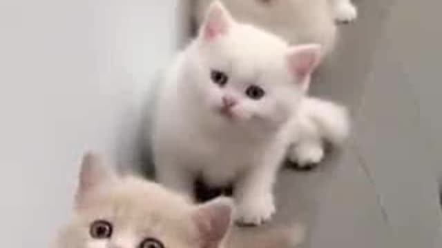 Funny cute cats.