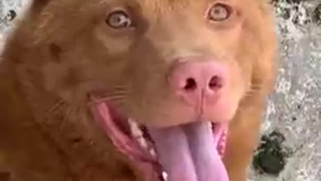 Amazing_Dog_Videos rumble