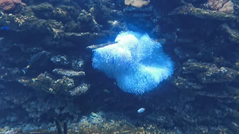 Beautiful white coral