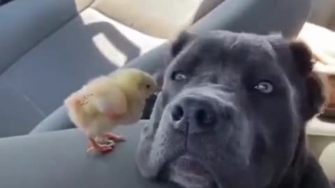 Tiny Chick Tries to Annoy a Big Dog—Watch the Funny Lesson! 🐥🐶