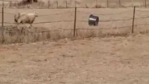 Funny sheep making a scorpion