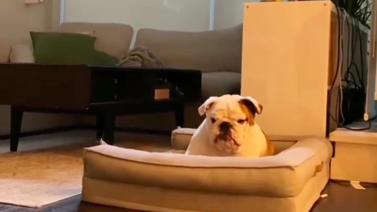 Dogs do not eat fish, only biscuits