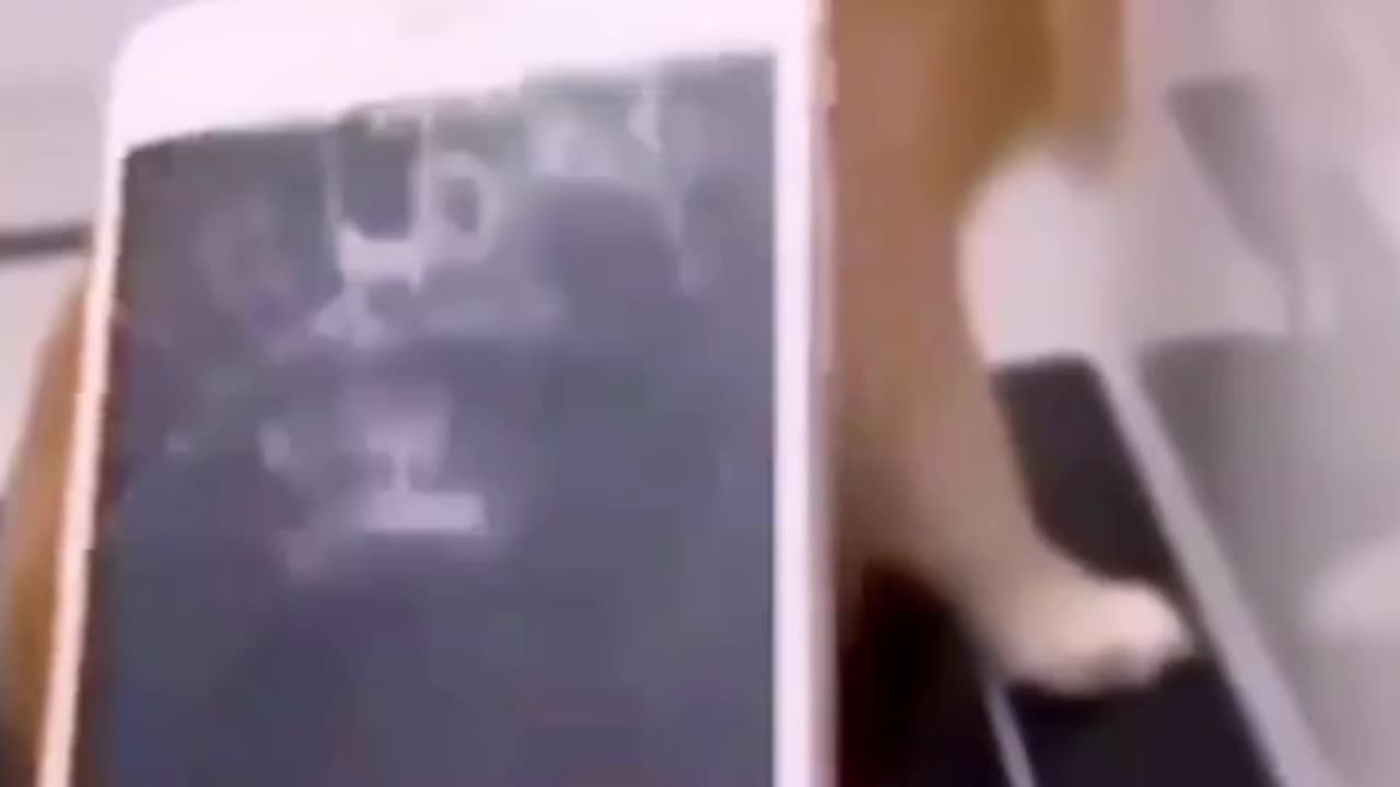 Never miss this seen , amazing funny dog video