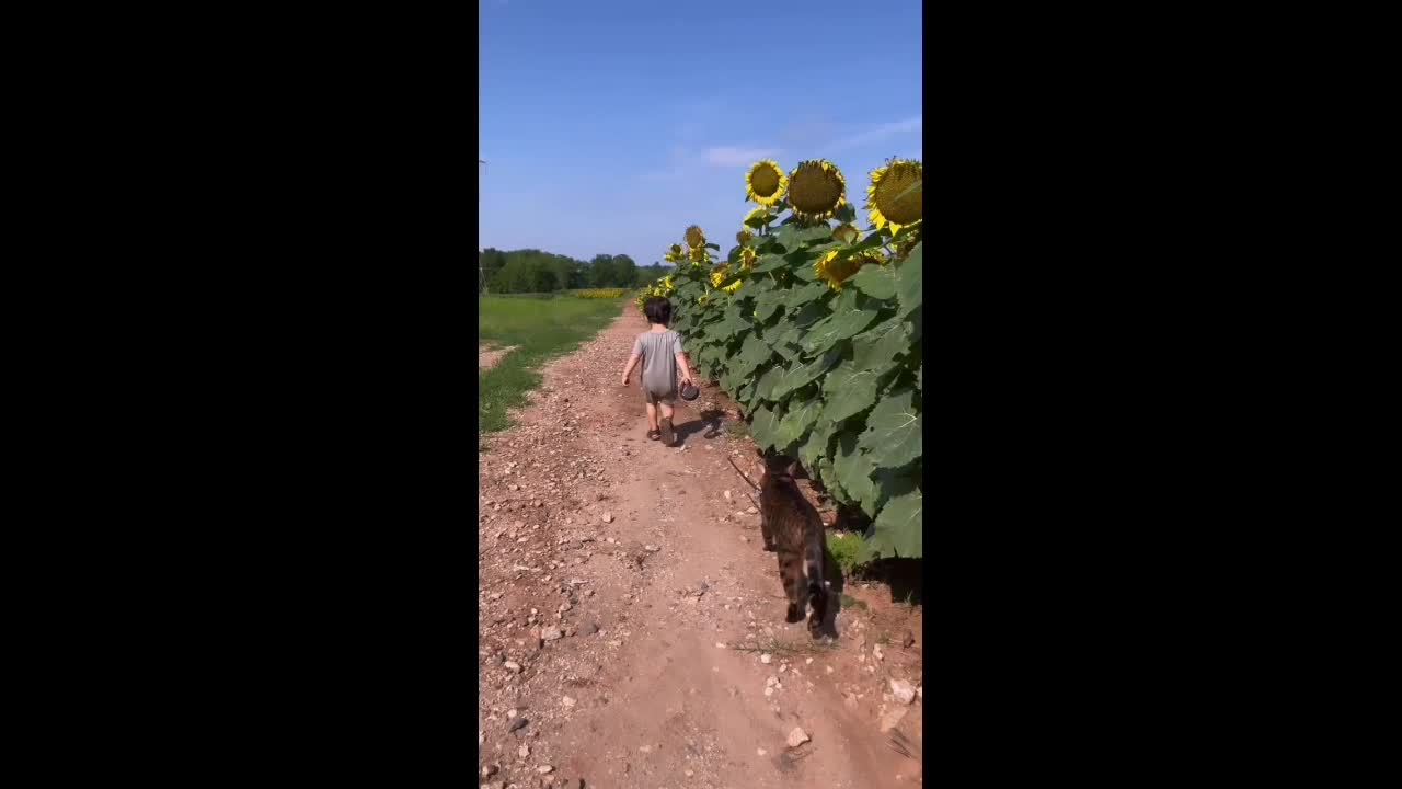 The little boy is Walking with the cute cat