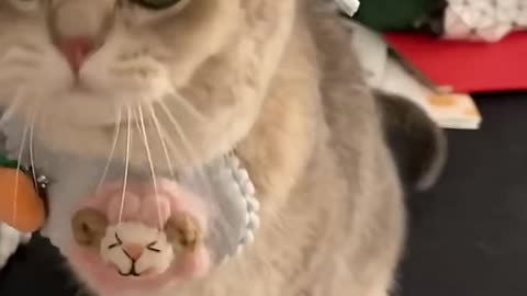 Cute kitten angry