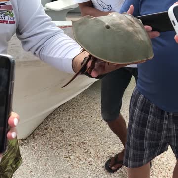 caught an ancient creature