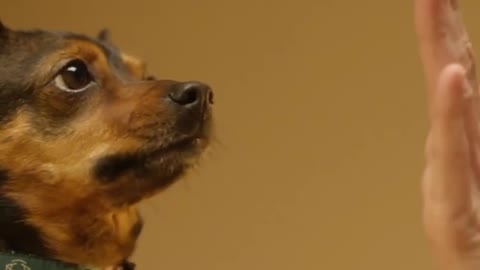 Dogs Training Video | Pets Training Videos | DOGS AND CAT TRAINING_1080p | BY Tejas Maisheri |