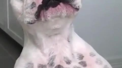 Funny Animal Videos 2022 😂 - Best Dogs And Cats Videos 😺😍