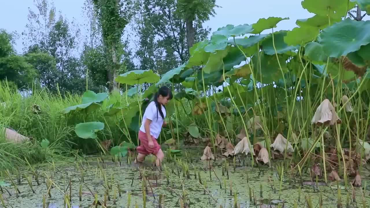 Lotus Root 蓮藕的花