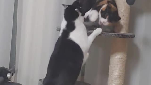 Fight between two cute cats